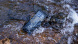 Смартфон Doogee Fire 6 Max 8/256Gb Green